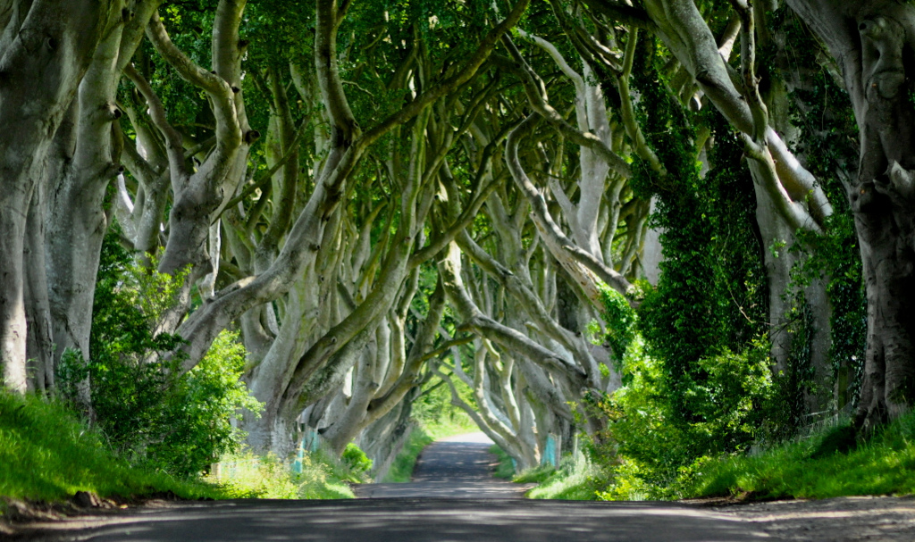 Dark Hedges