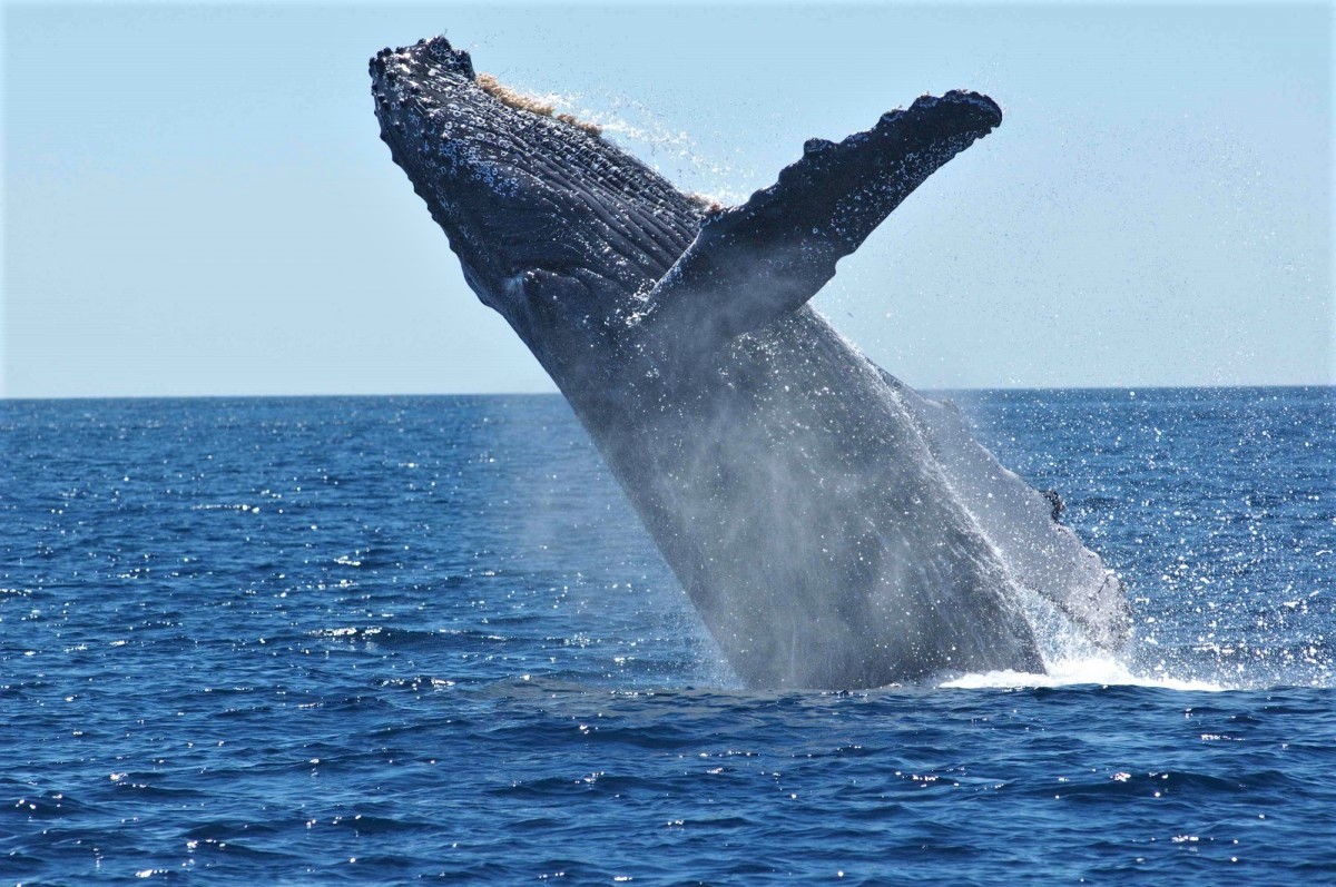 Baleine a bosses Irlande
