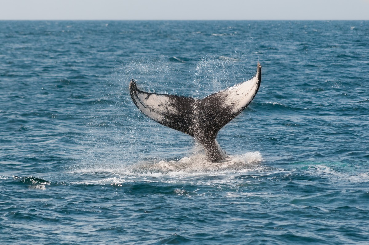 Baleines et dauphins en Irlande