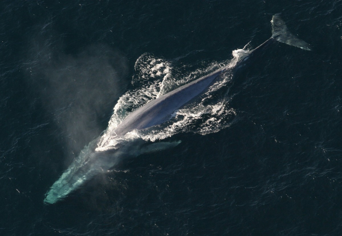 fin whale ireland