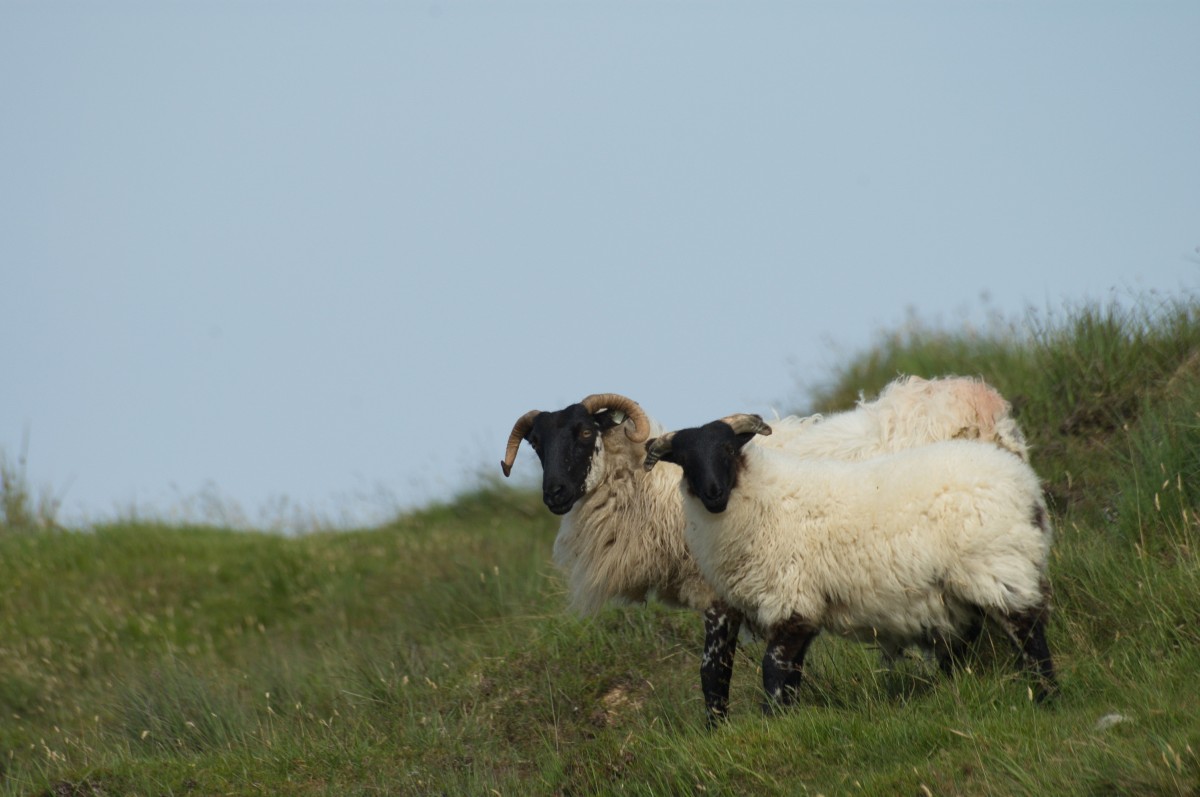 Mouton Connemara