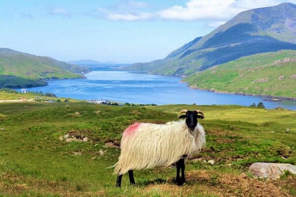 All You Need To Know About Highland Cattle - Hillwalk Tours Self-Guided  Hiking Tours