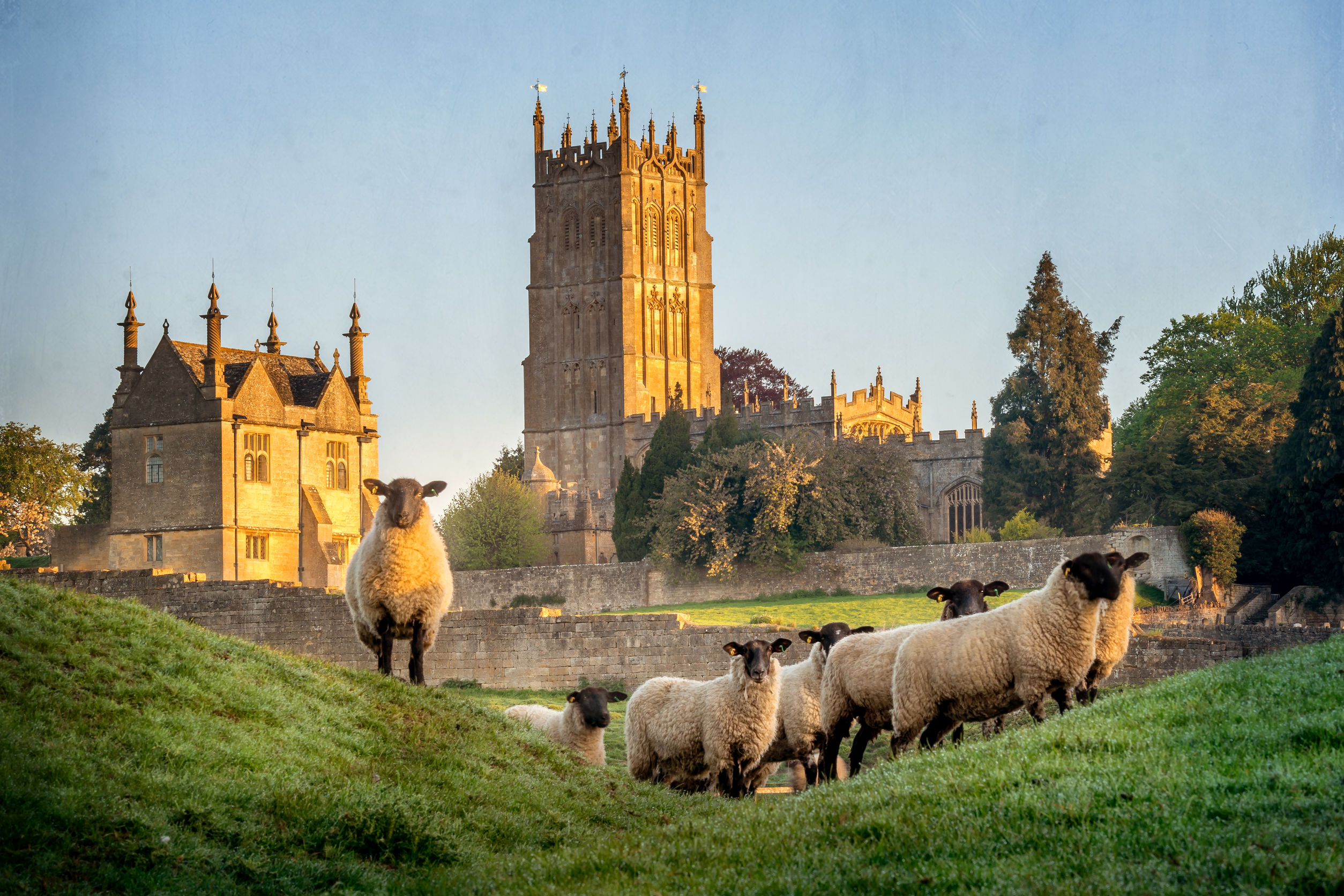 Des moutons pres de Chipping Campden, Cotswolds