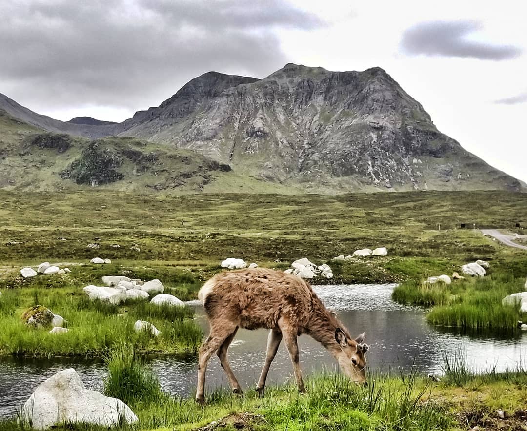 Une biche sur la West Highland Way