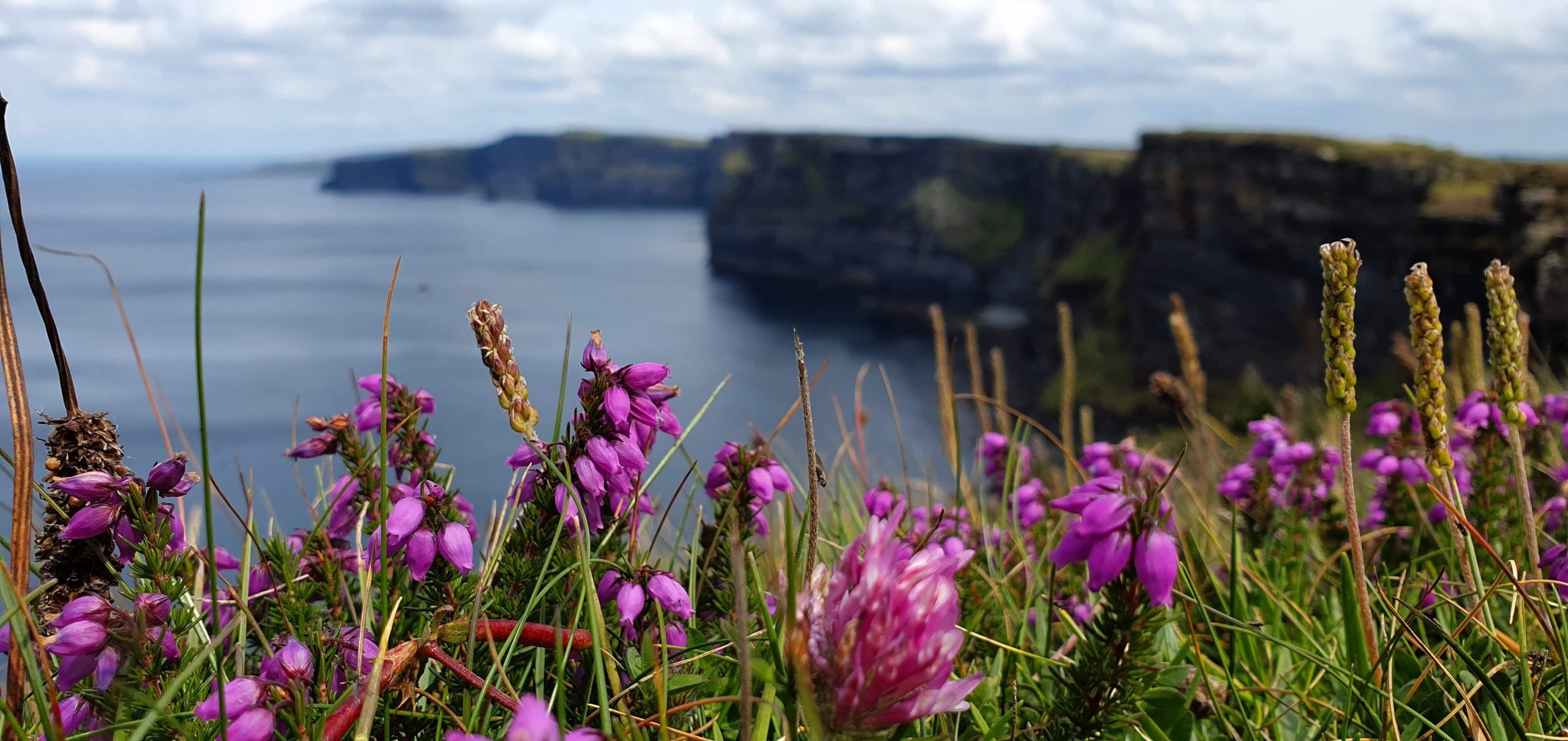 Heidekraut an den Cliffs of Moher, Burren Way