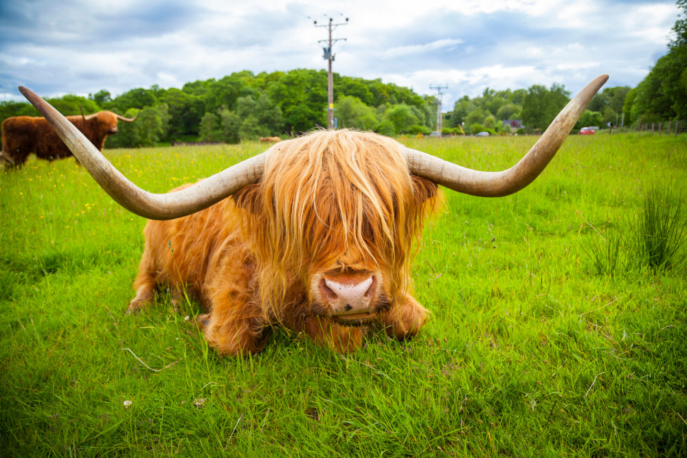 Scottish Highland cattle near Fort William, Scotland