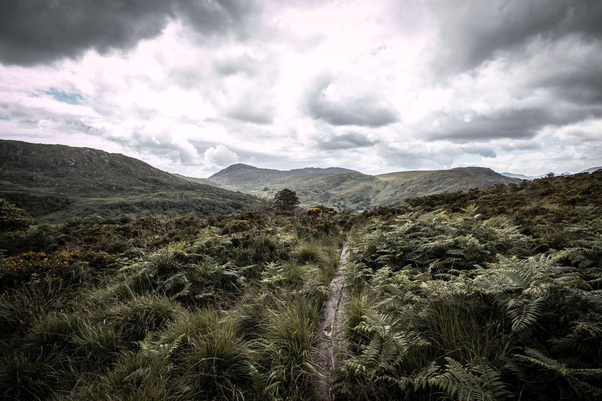 Boardwalk through ferns in Kerry mountains