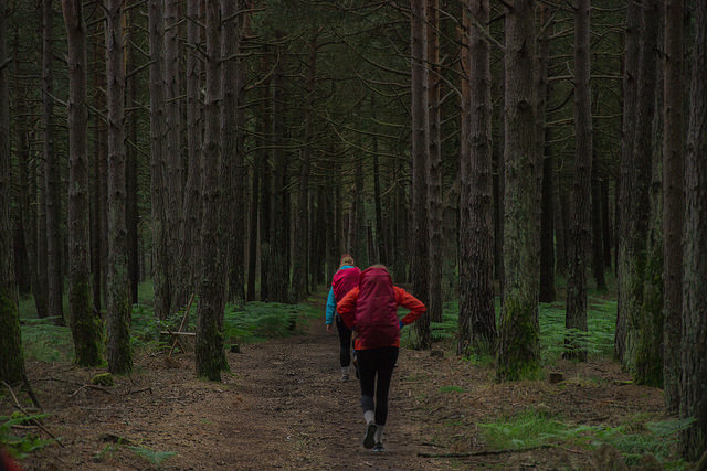 Forest on the Camino Primitivo