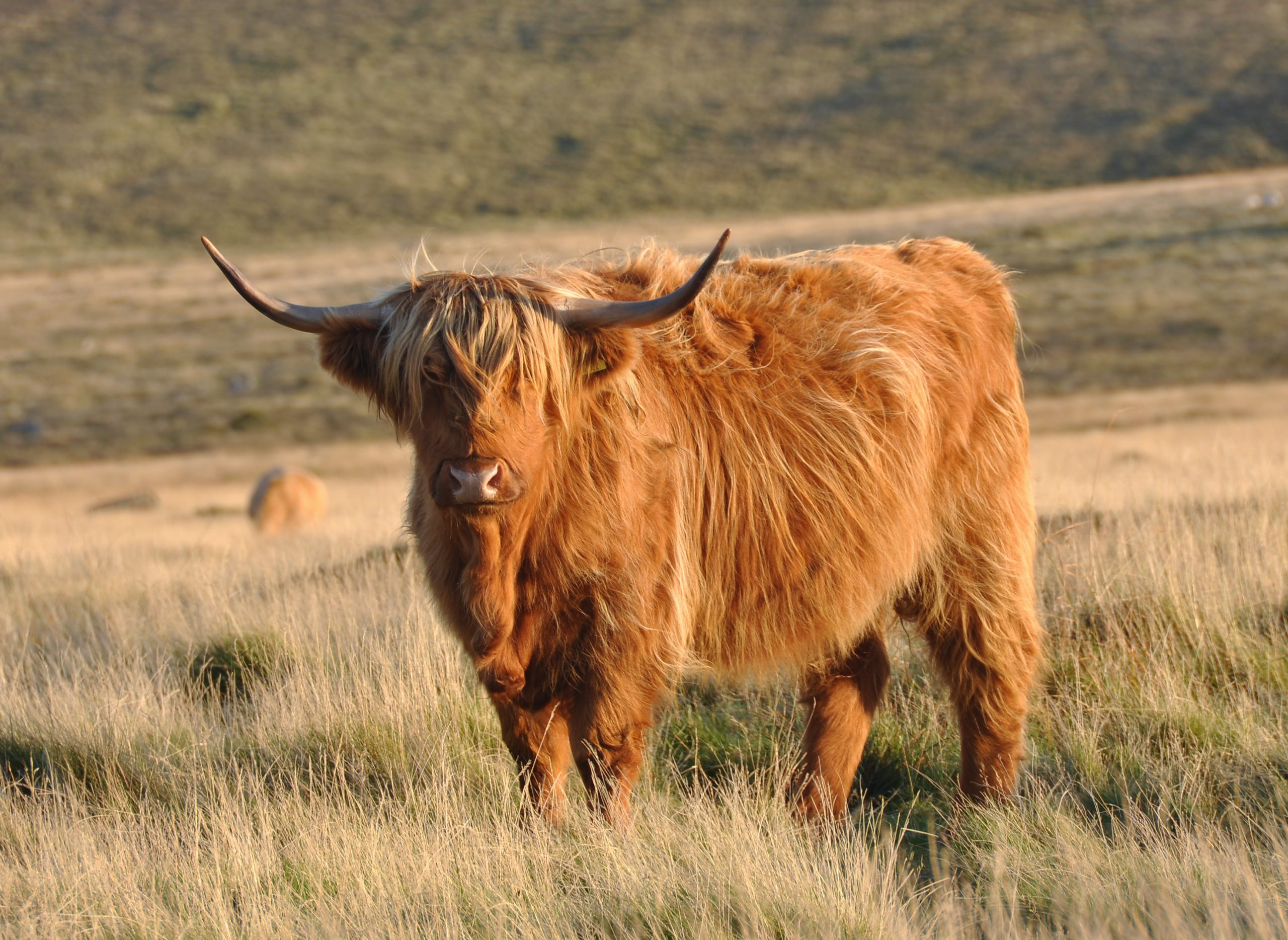 A Highland Cow