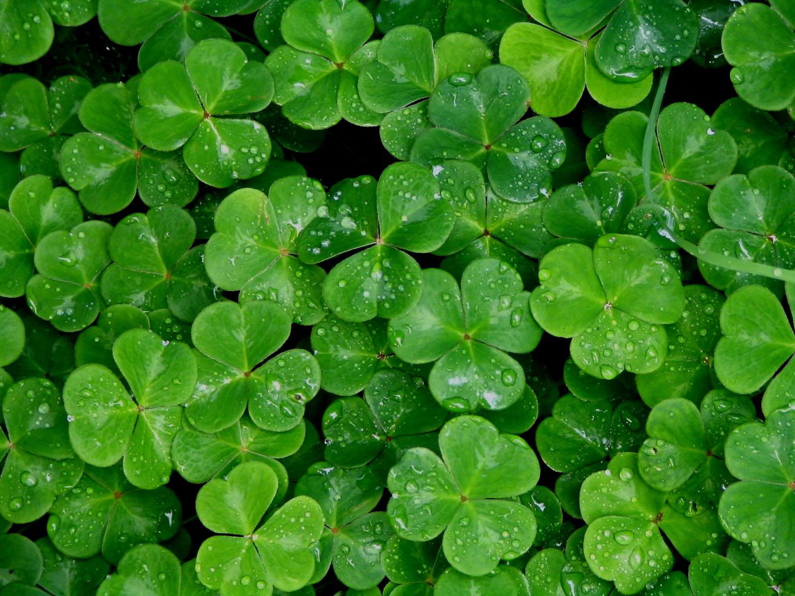 A bunch of shamrocks