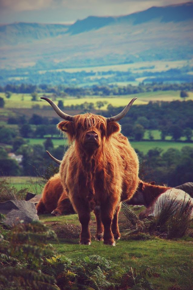 A Scottish highland cow