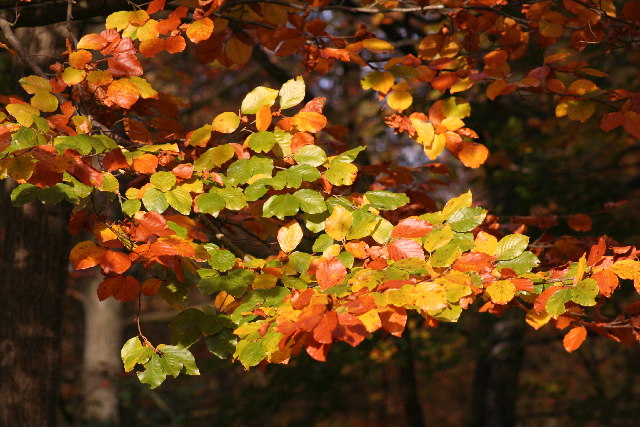 Leaves you can see during hiking in autumn