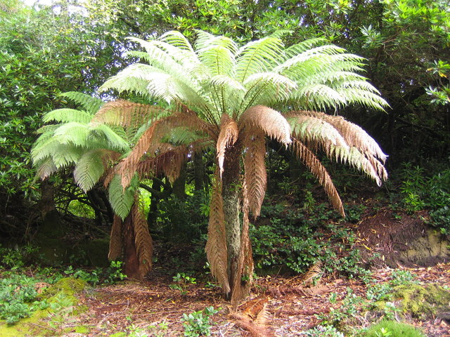 Dereen Gardens on the Beara Way