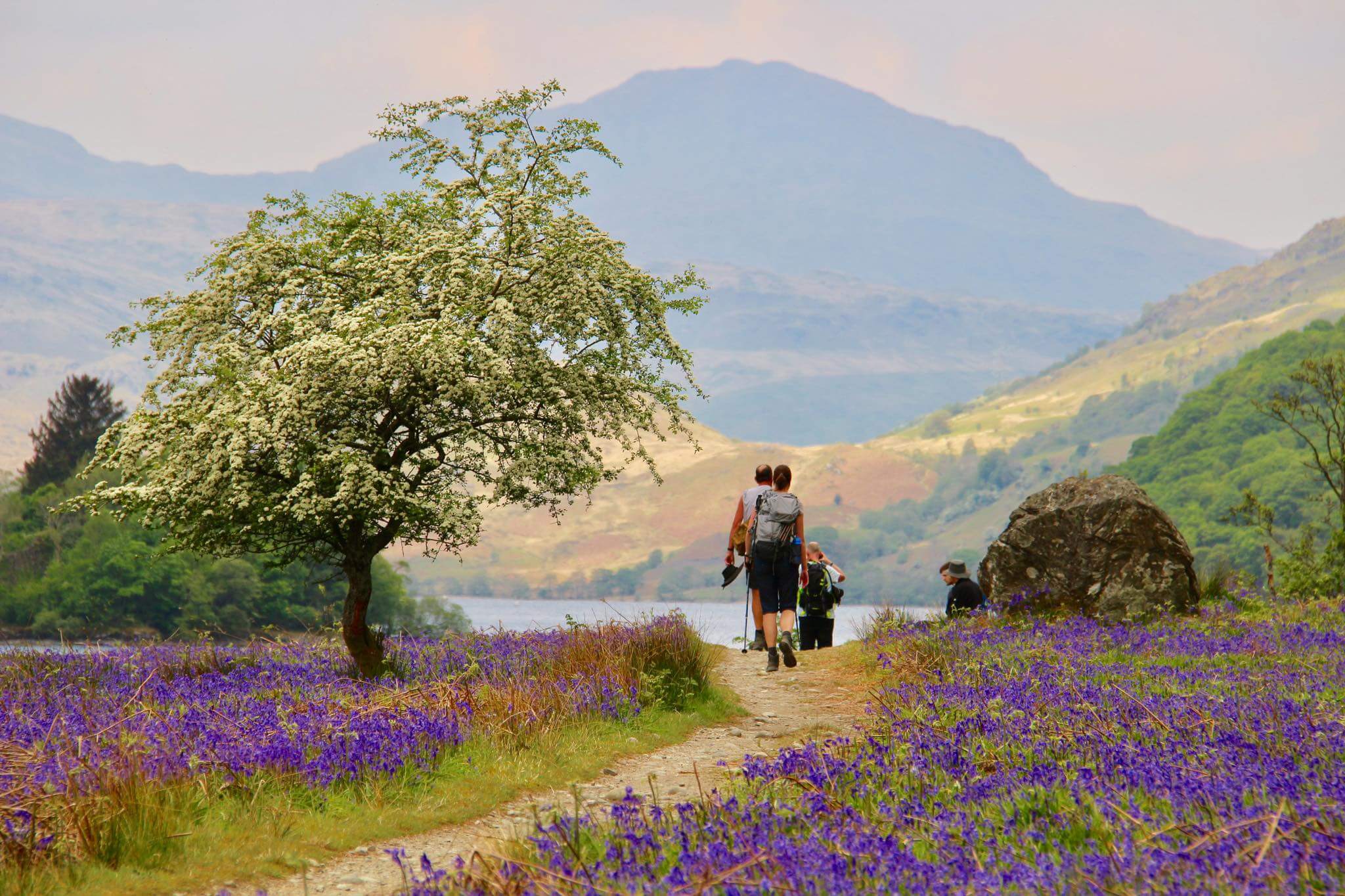 Im Frühling blüht der West Highland Way