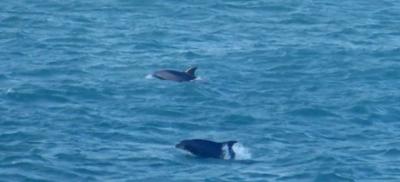 Dolphins in the Atlantic Ocean