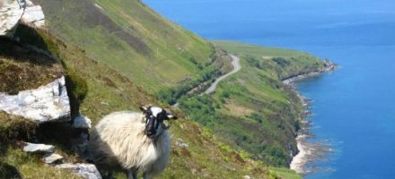 Beautiful Pictures of Ireland - The Kerry Way - Sheep