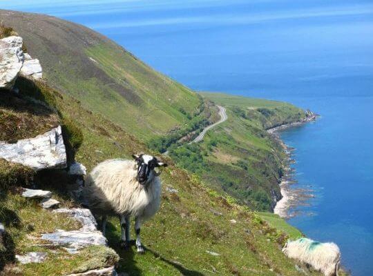 Beautiful Pictures of Ireland - The Kerry Way - Sheep