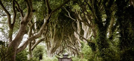 Game of Thrones - the Dark Hedges