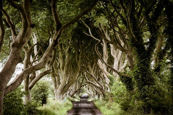 Game of Thrones - the Dark Hedges