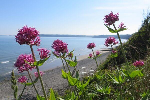 Pembrokeshire Coastal Path Hillwalk Tours Ltd.