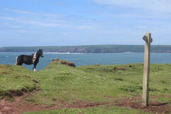 Wild Pony, Castles Bay PCP Hillwalk Tours Ltd.