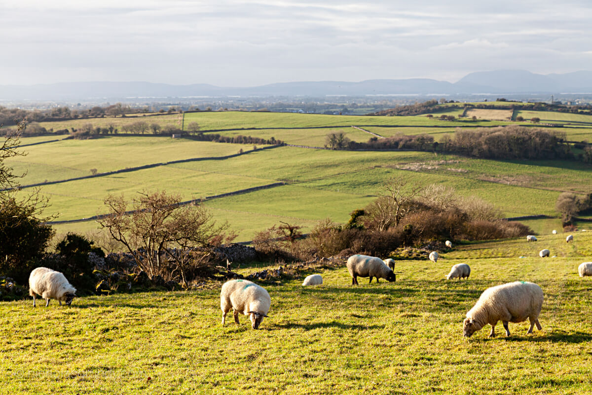 9 about Irish Sheep - Hillwalk Tours Ireland - Sheep in Ireland