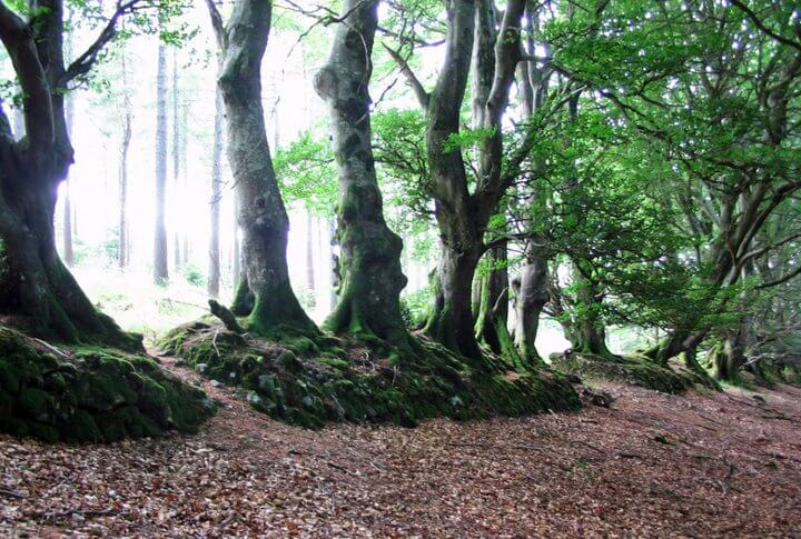 5 Facts about Irish Stone Walls - Hillwalk Tours Ireland