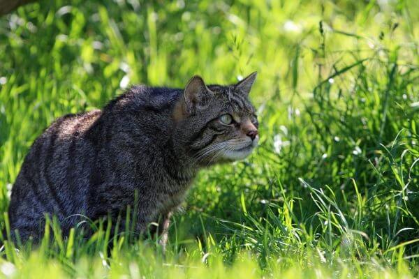 A Scottish wildcat - Hunting wildlife in Scotland