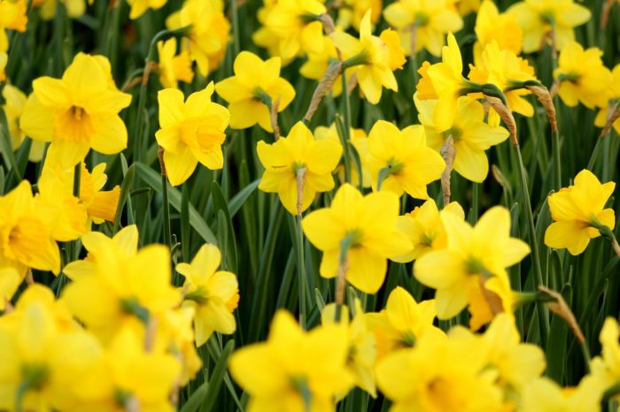 Les jonquilles symbole du pays de Galles