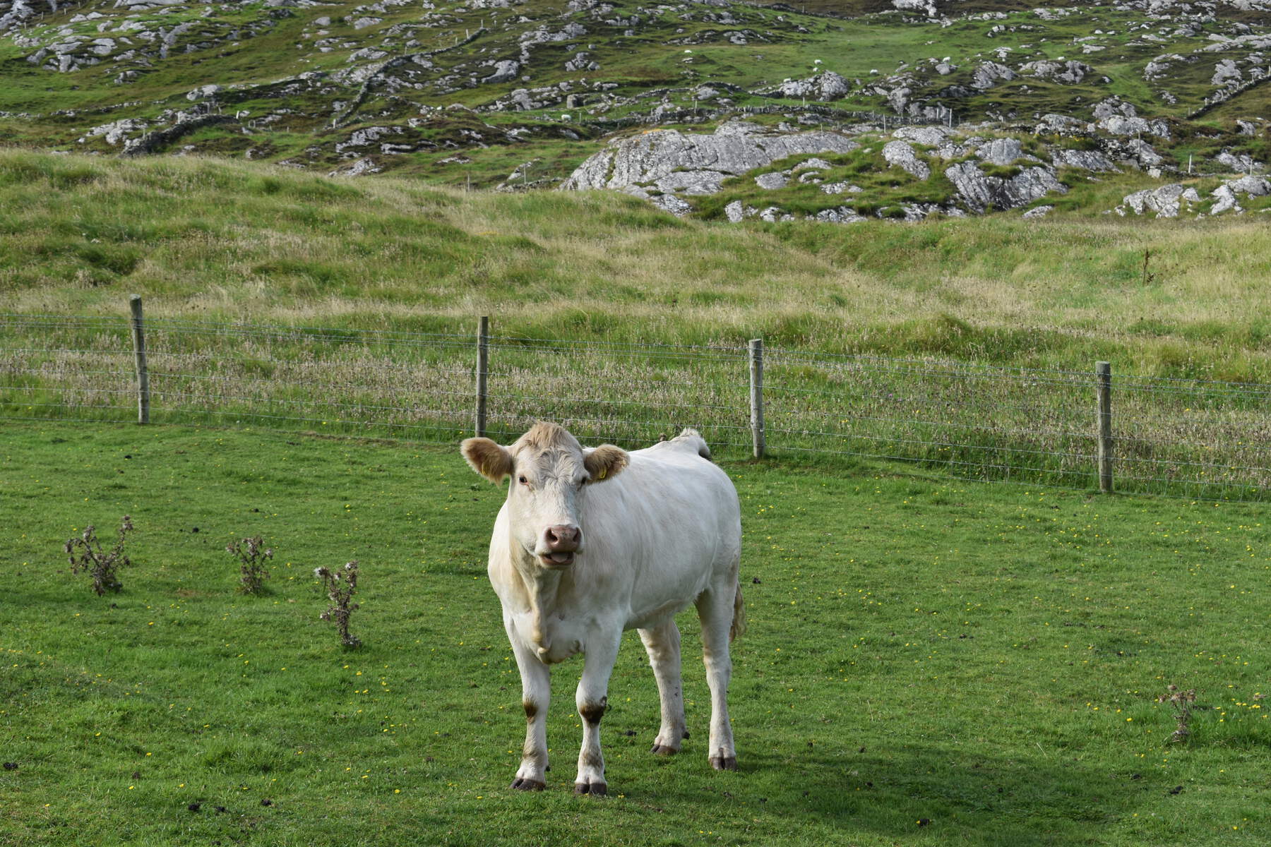 Common Cow - as seen on the Connemara and the West of Ireland trail.