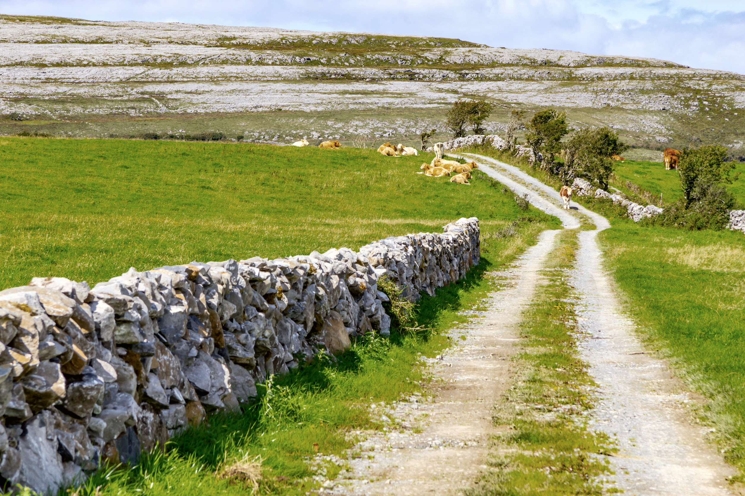 farm field with cows and trail over mountain in burren way trail