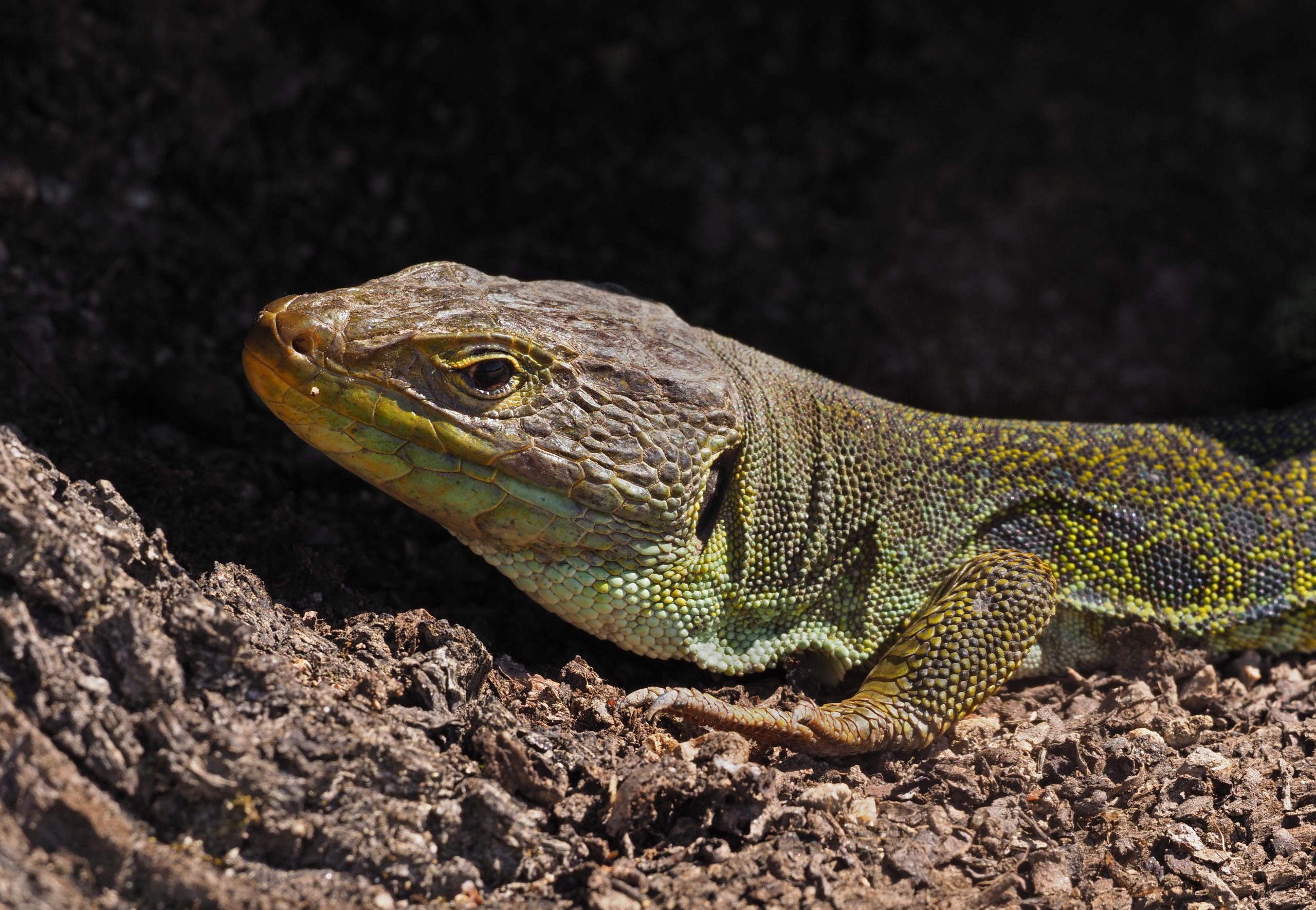 Occellated Lizard found in Galicia