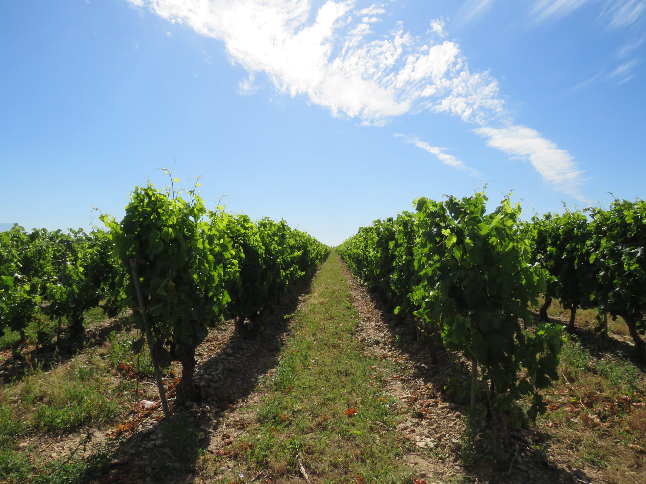 La Rioja Vineyards on the Camino Frances
