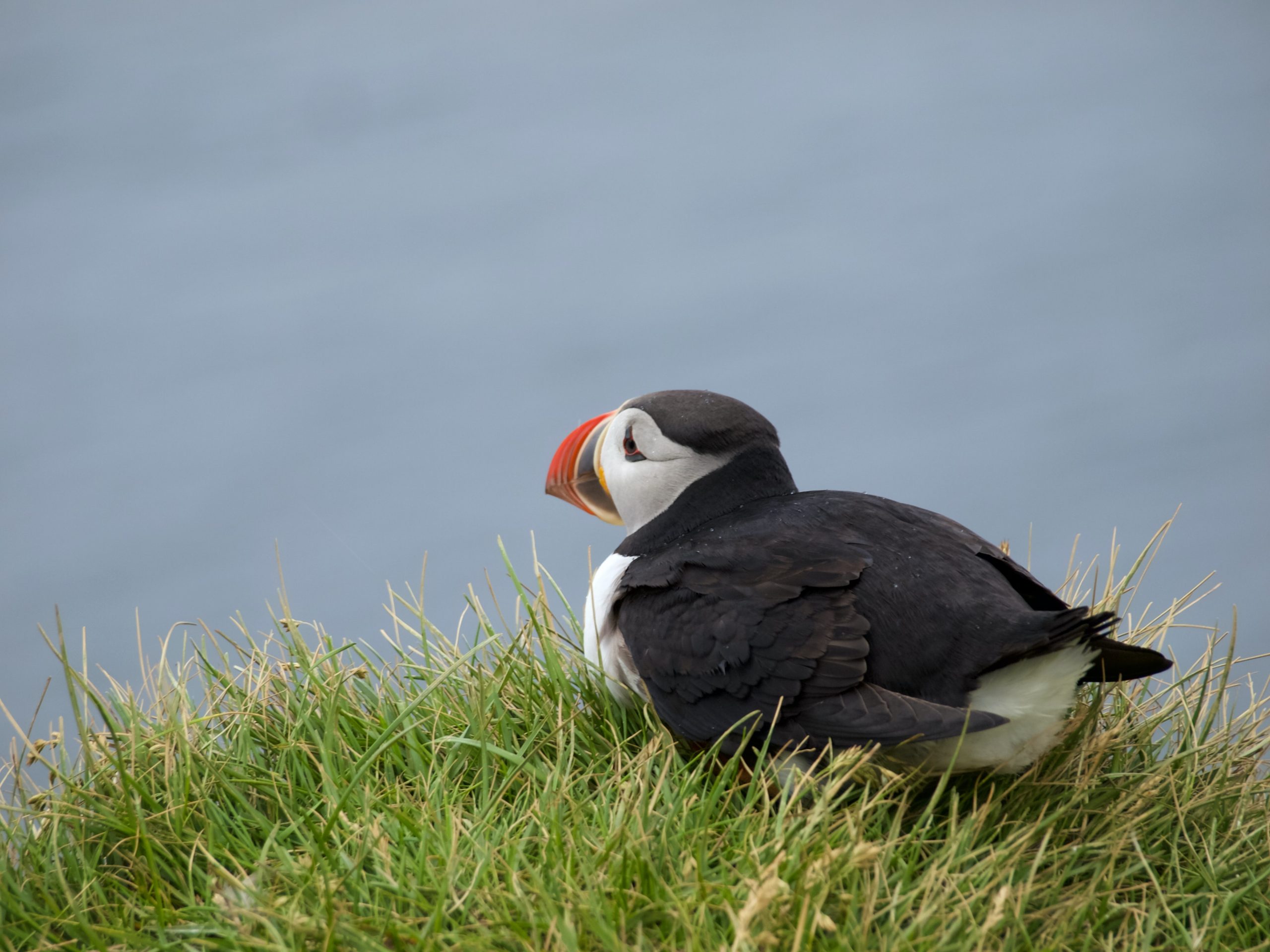 Puffins - Wildlife on the South West Coast Path