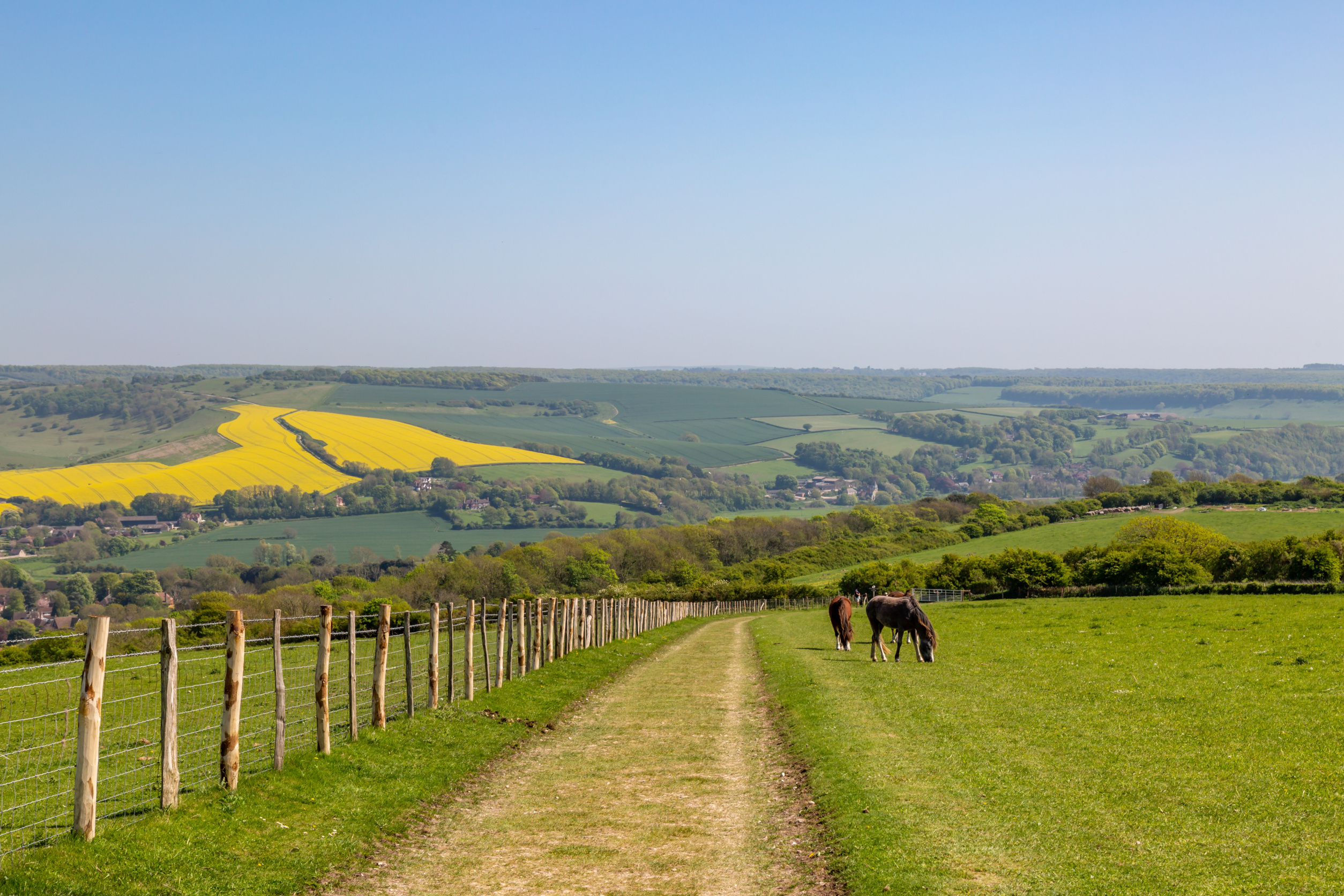 grazing horses on the south downs way