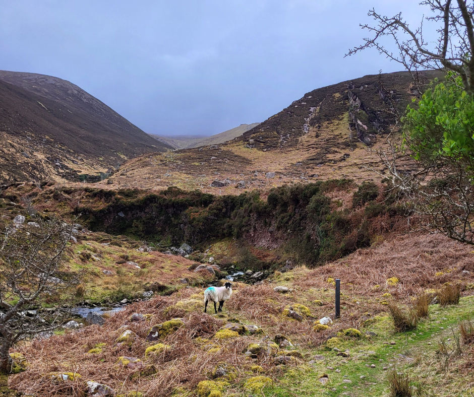 Sheep along the Kerry Camino