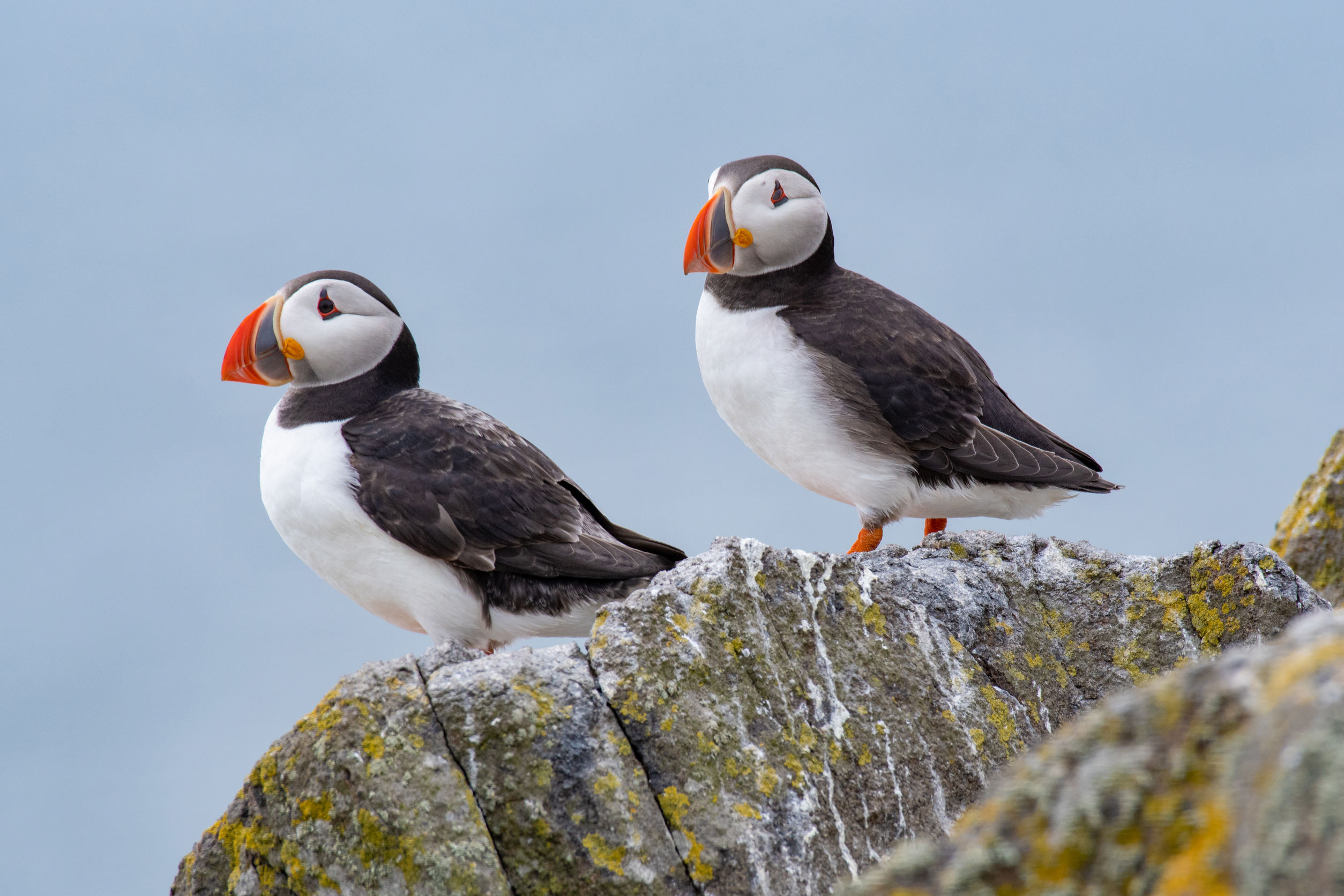 atlantic puffins (fratercula arctica), standing on the cliff at Fife, Scotland