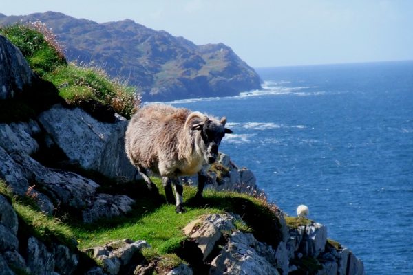 sheep sheeps head (1024x642)