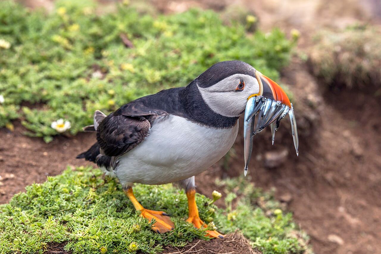 puffin with lesser sand eels