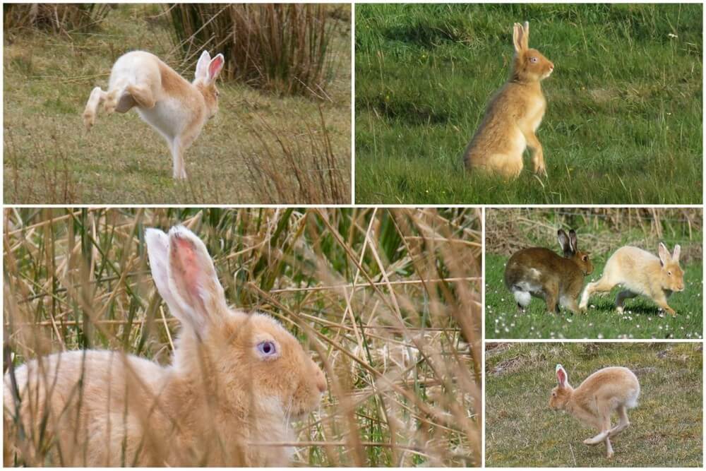 golden hare collage