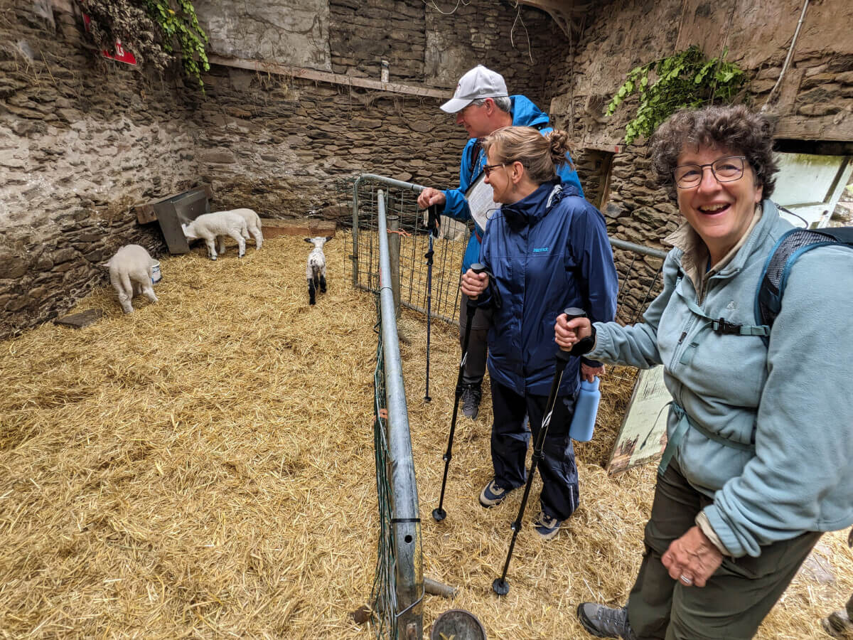 Three walkers smiling while they visit three cute Irish lambs along the Dingle Way on an Irish Coolcation