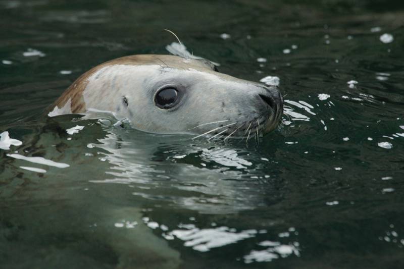 skomer island voyage 29