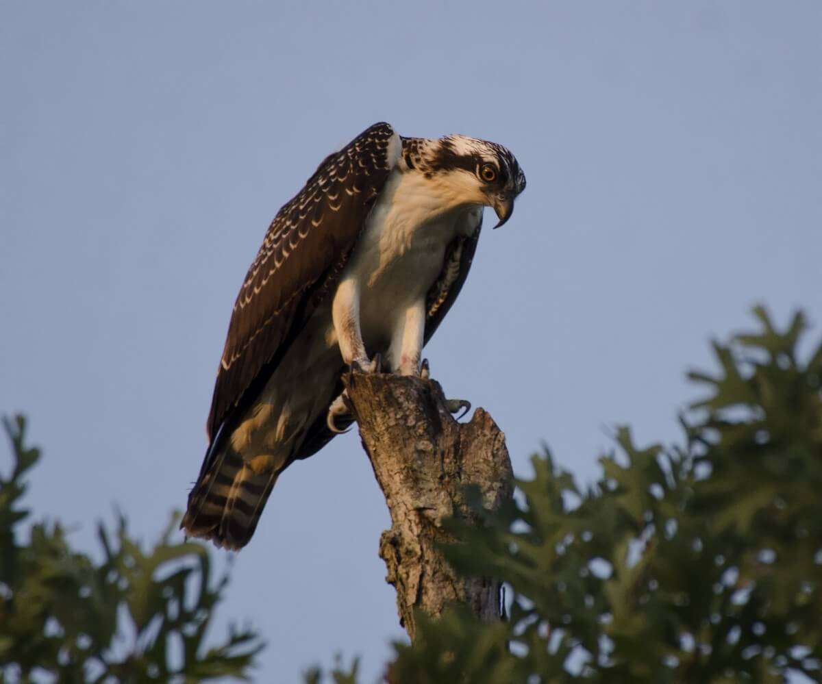 loch garten osprey centre