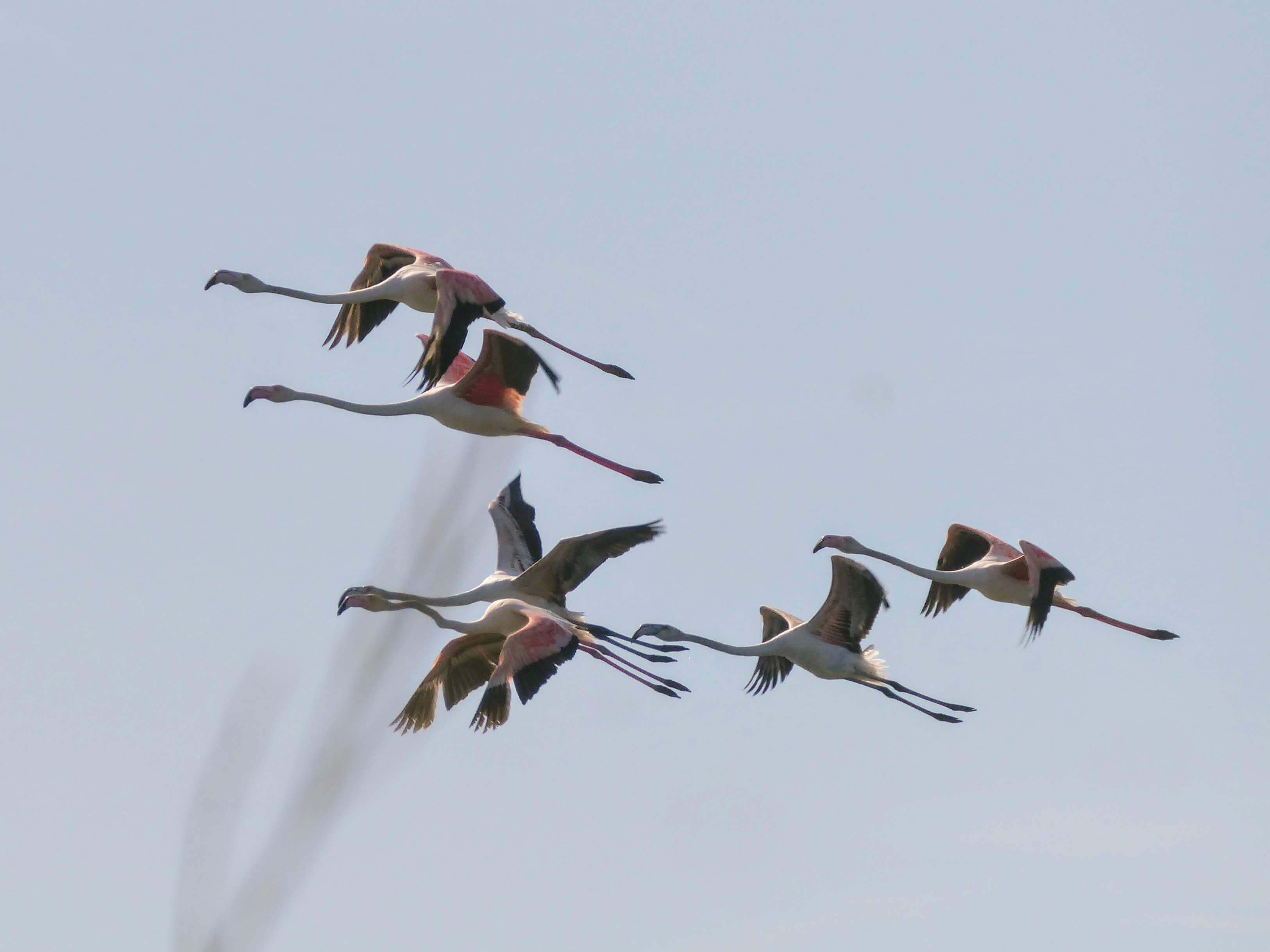 act flamingos in flight