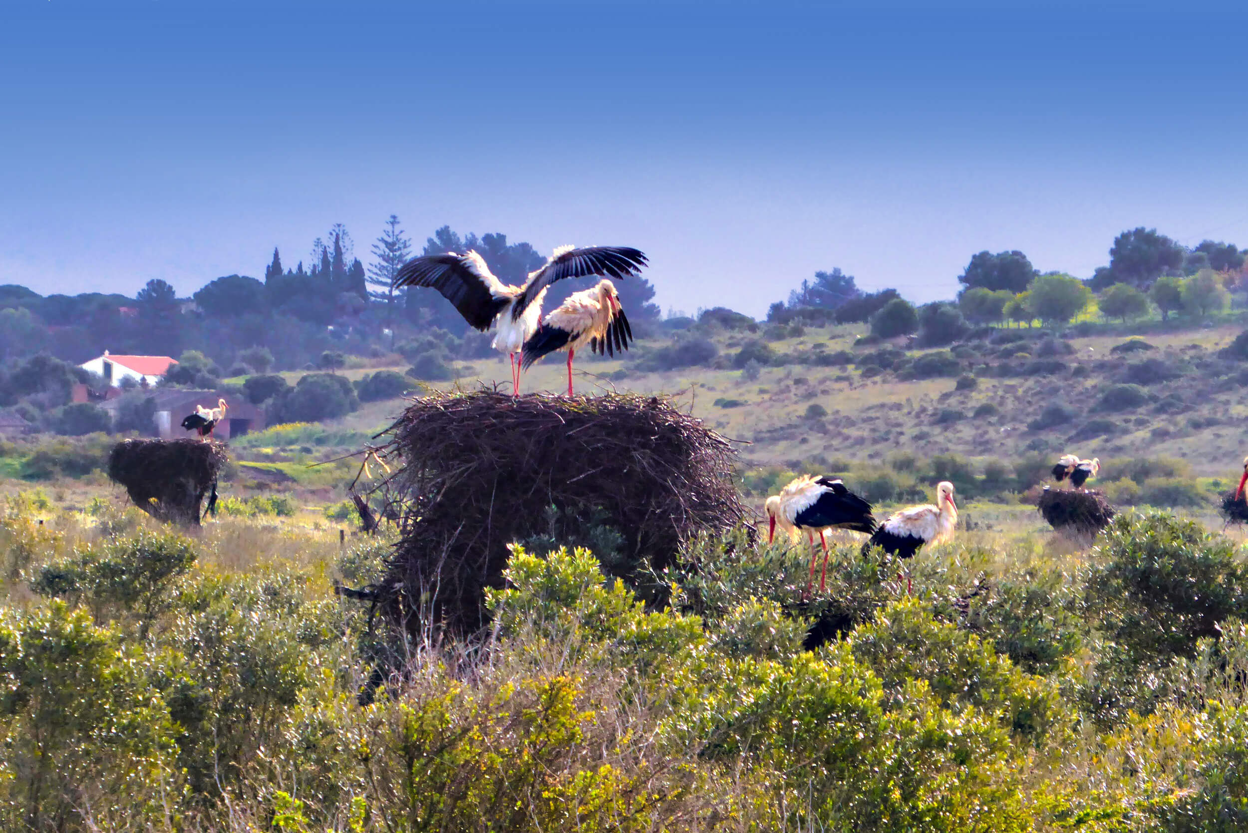 faro storks on nest rtpd 1090494