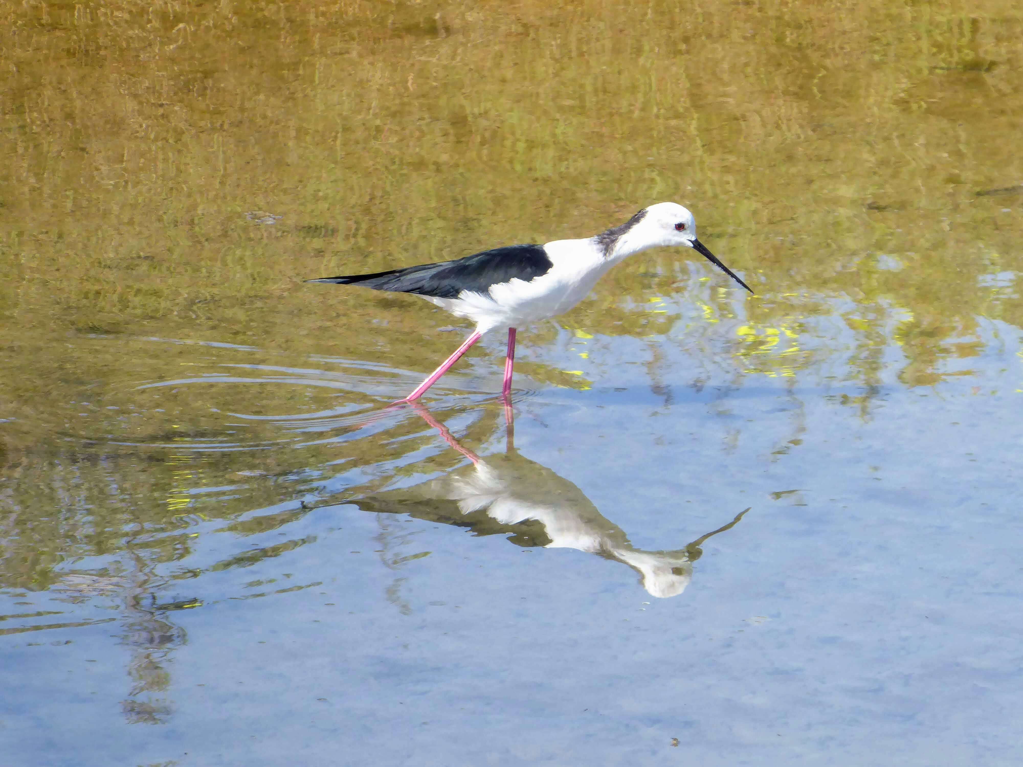 fuseta tavira zwarte steltkluut 1090373