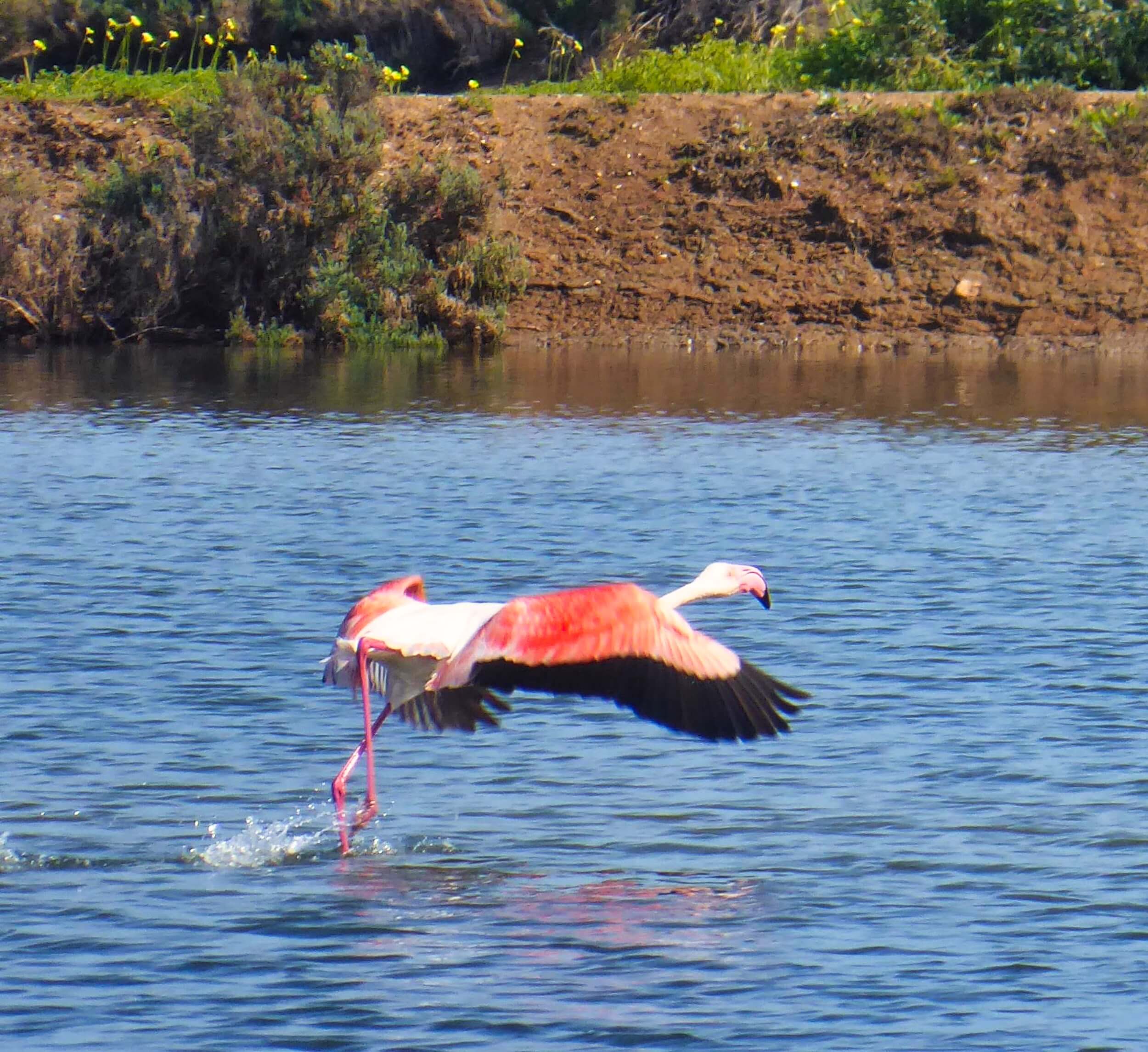 Vuurtoren op het eiland Culatra in de Ria Formosa, Portugal
