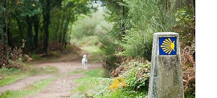 camino waymarker blurred forest path and lamb in distance 1