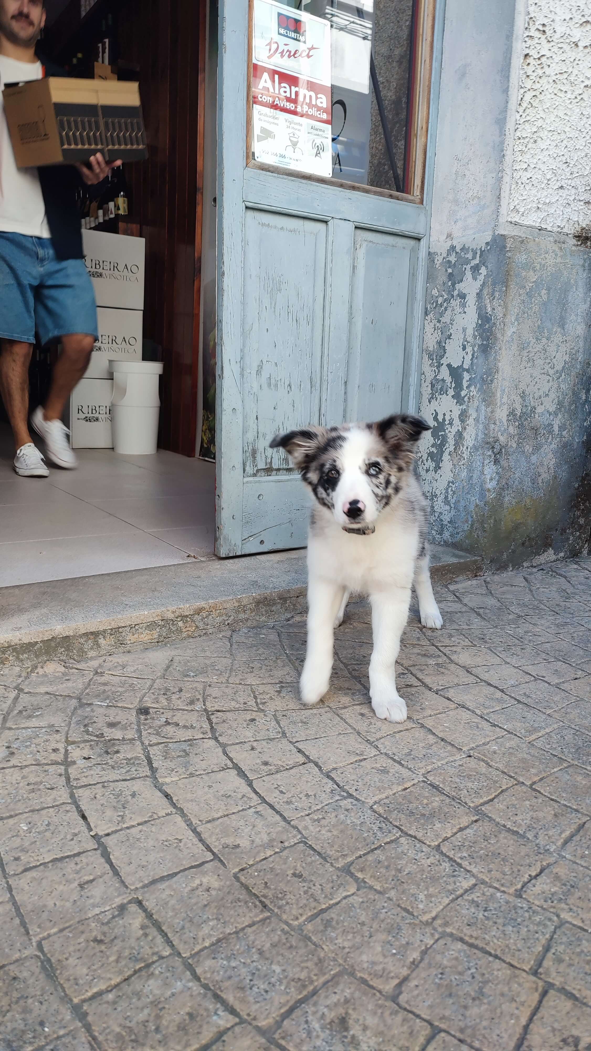 prim cute puppy outside shop img 20250930 111112