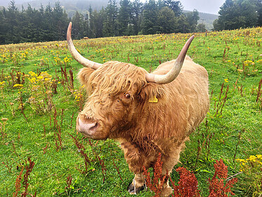 Speyside Way (The Whisky Trail)